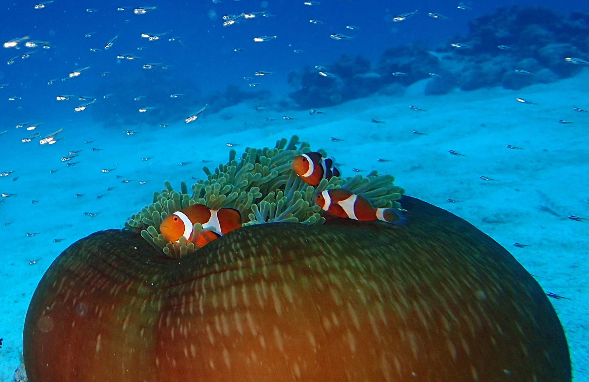 6/13(水) 沖縄 アイランドメッセージ ダイビングブログ – 沖縄  