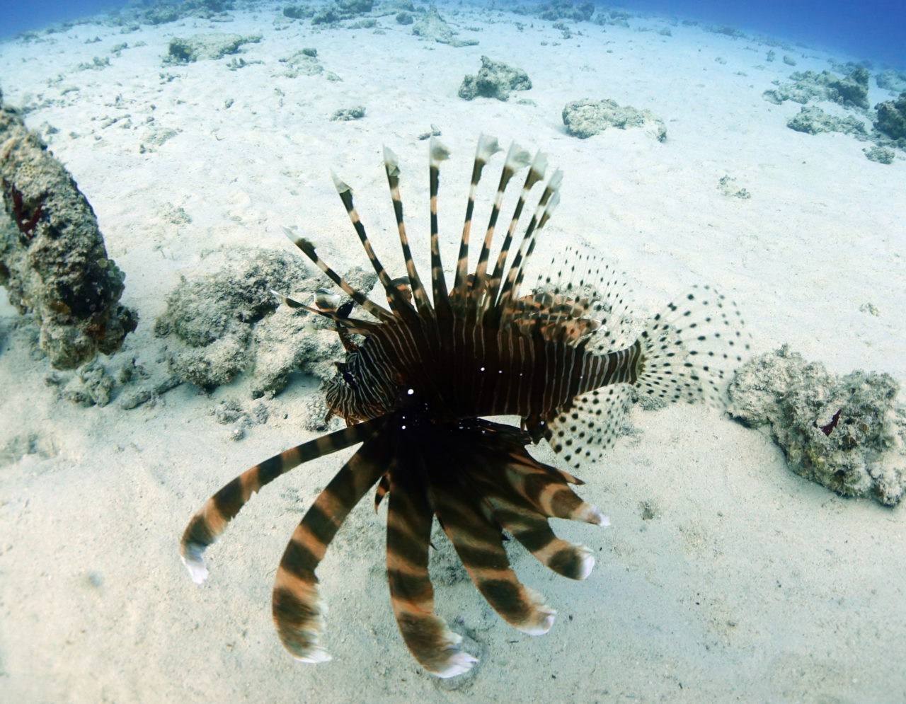 海の教室 彡 危険生物によるケガと手当 サカナの棘の刺傷 沖縄ダイビングショップ アイランドメッセージ 海の教室 彡 危険生物によるケガと手当 サカナの棘の刺傷 沖縄ダイビングショップ アイランドメッセージ