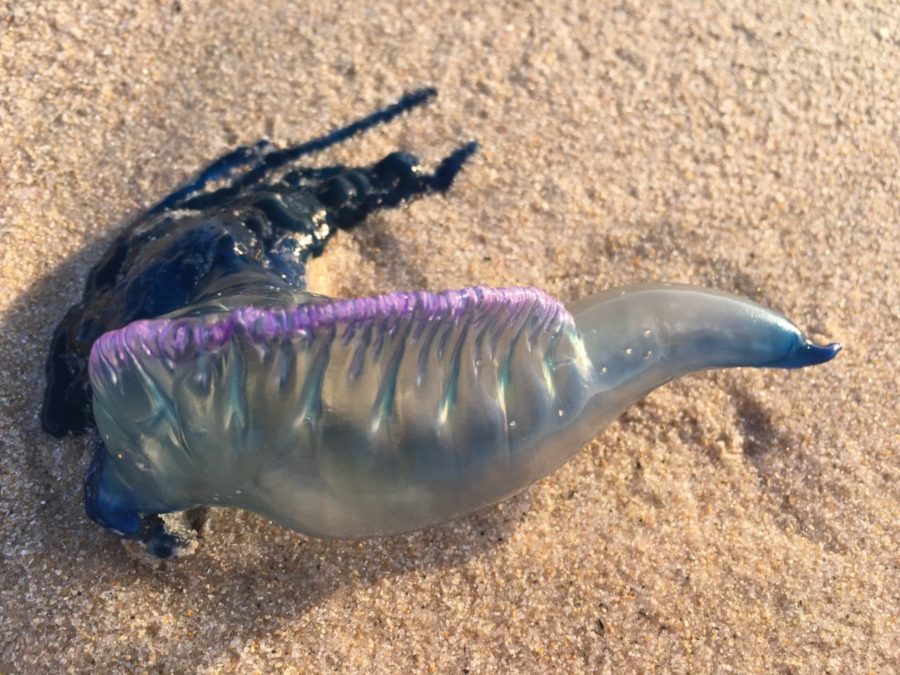 海の教室 彡 危険生物によるケガと手当 クラゲによる刺傷 沖縄ダイビングショップ アイランドメッセージ