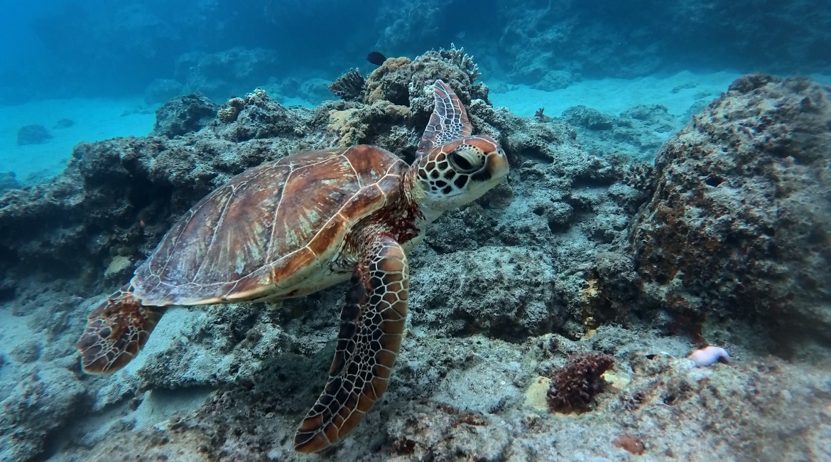 2025.10.24（金） 北谷＆那覇発 ケラマ諸島 体験ダイビング