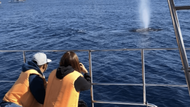 クジラが浮上すると同時に「ブロー」と呼ばれる吐いた息と水しぶきが高く上がります。早い時で5分、長い時は20分程の感覚で息継ぎを行います。